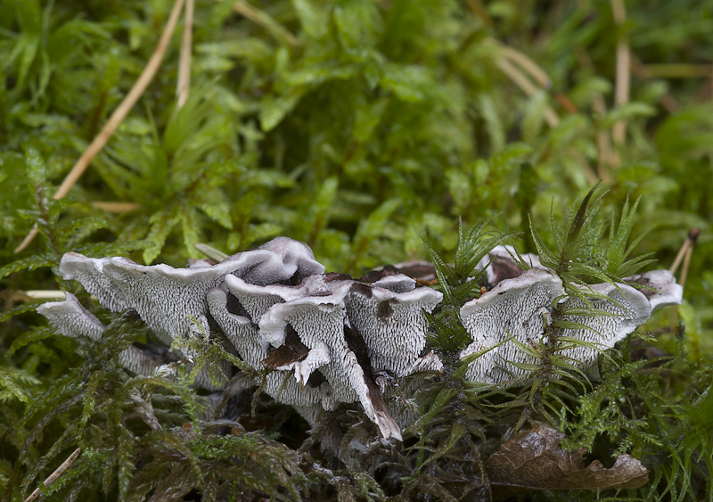 Phellodon connatus